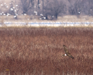 Northern Harrier 6553
